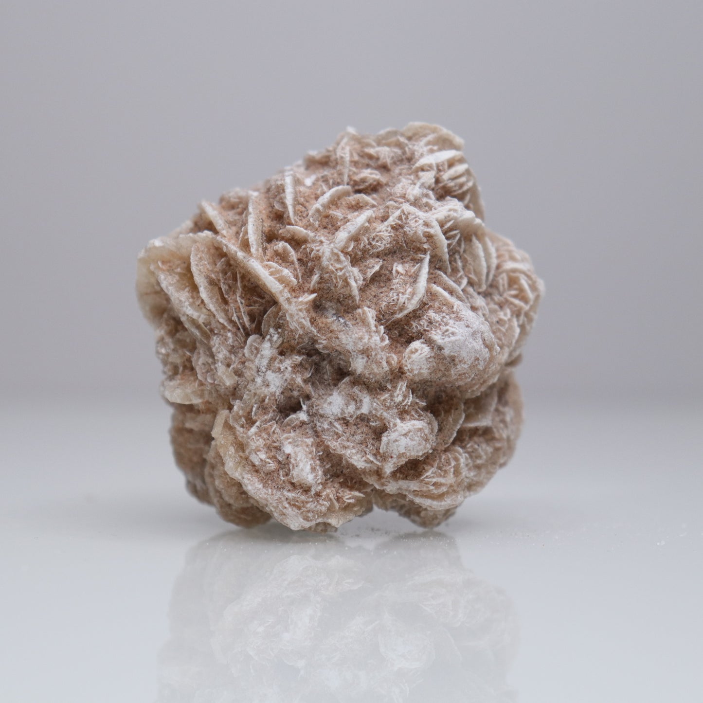 Desert Rose Cluster | 2