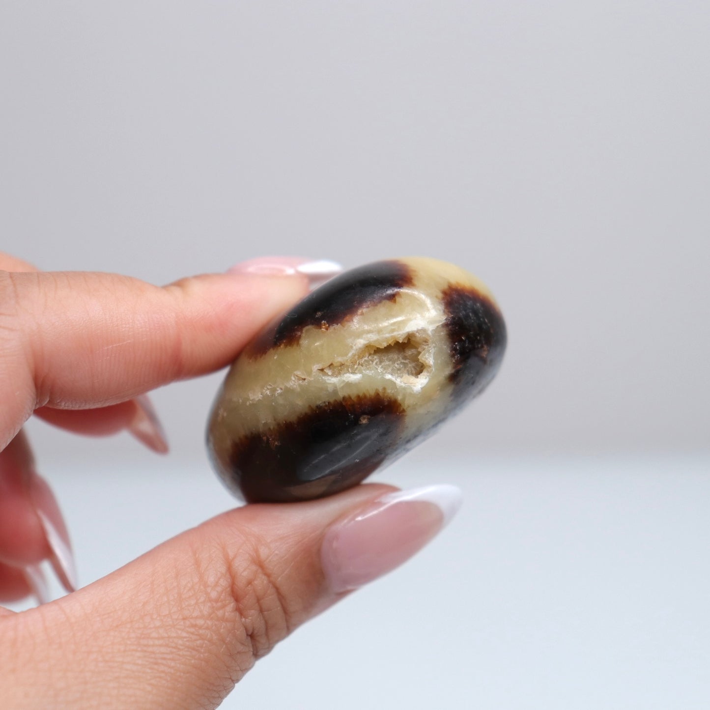 Septarian Palm Stone 72