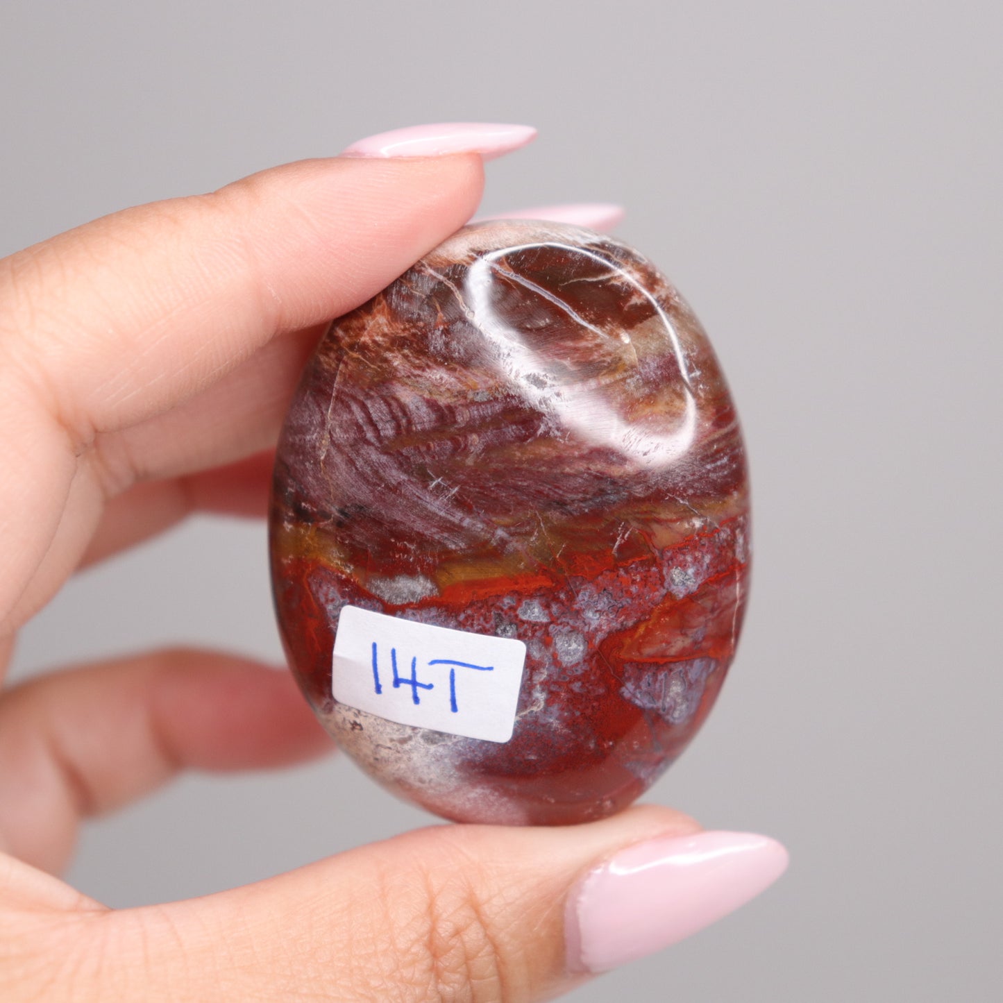 Petrified Wood Palm Stone | 4