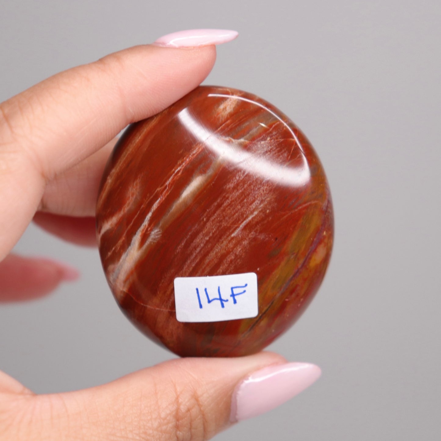 Petrified Wood Palm Stone | 1