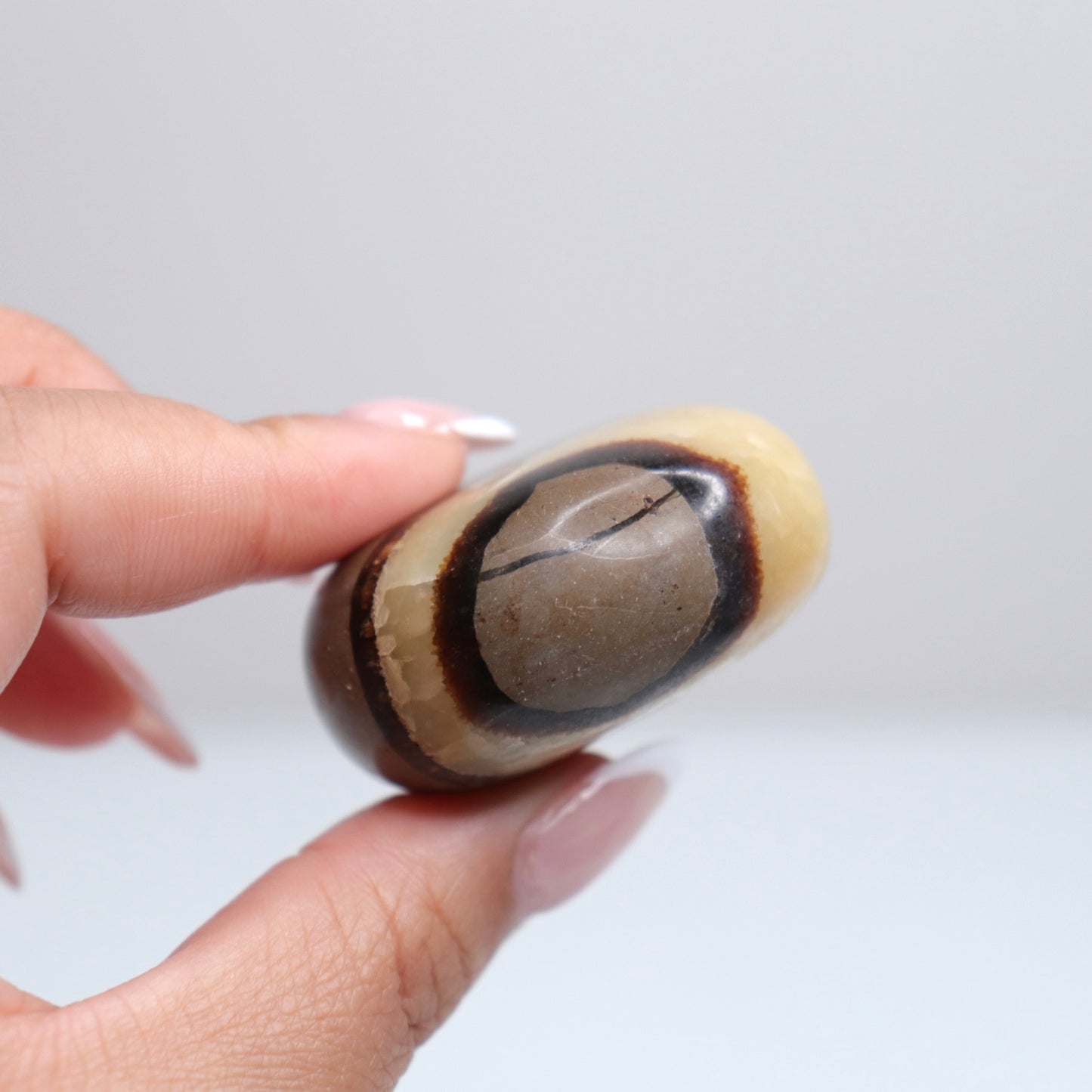 Septarian Palm Stone 79