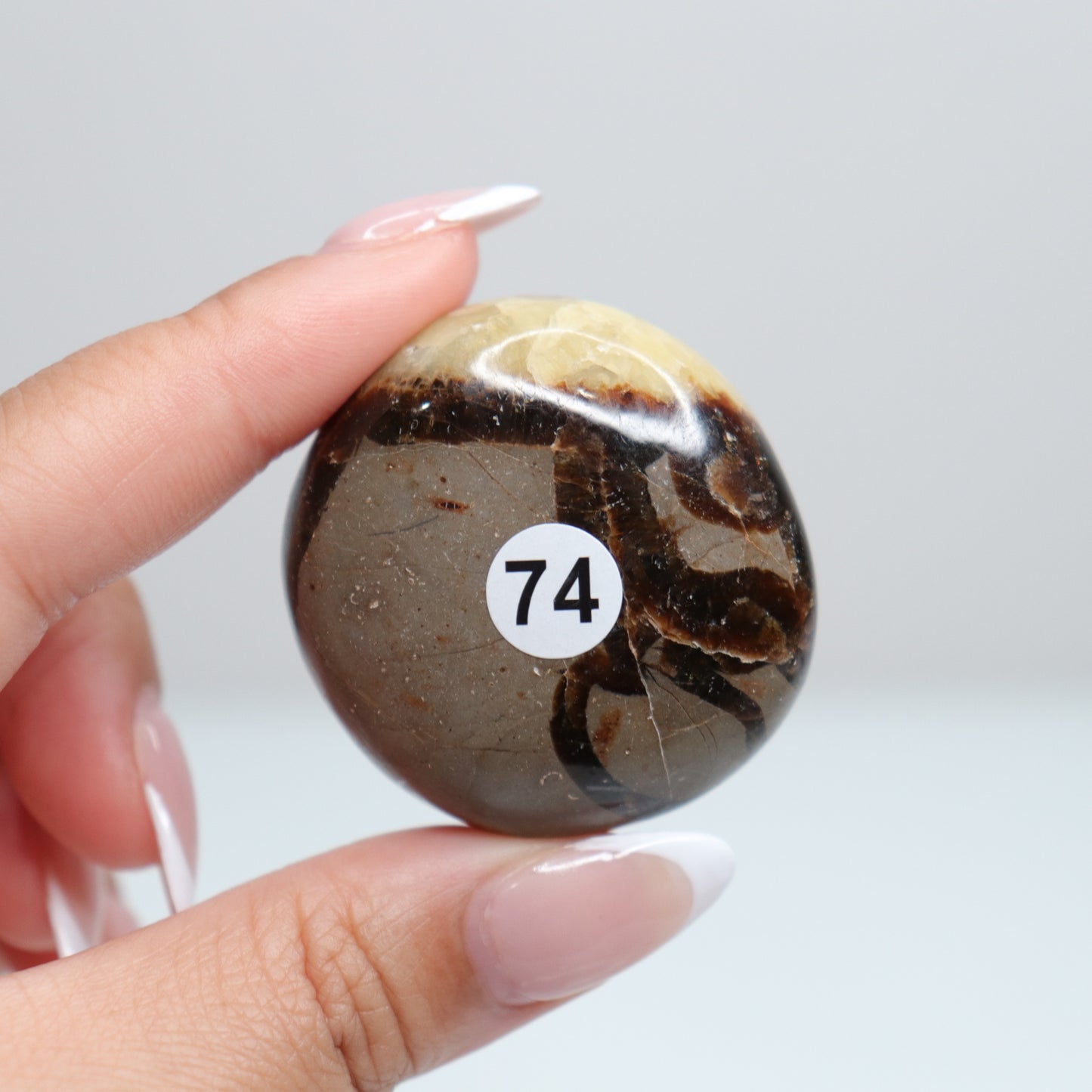 Septarian Palm Stone 74