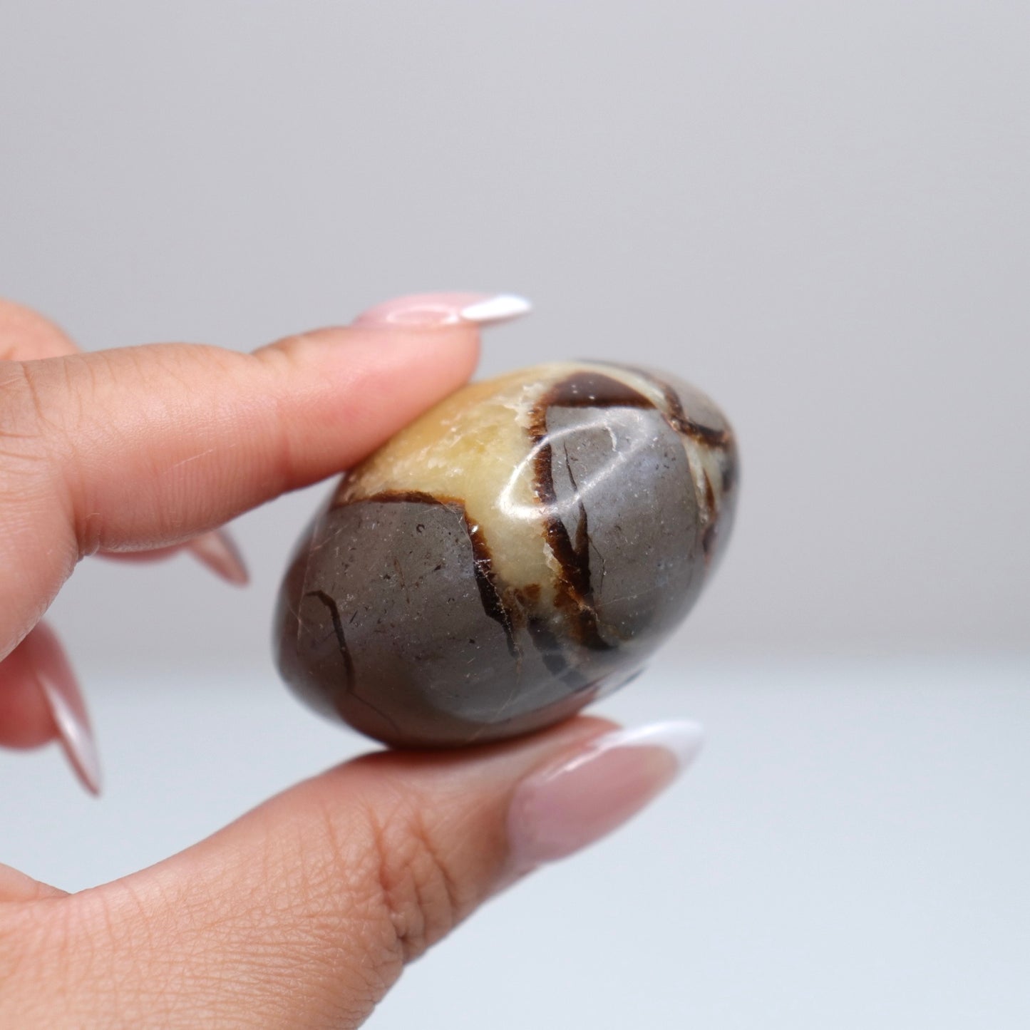 Septarian Palm Stone 82