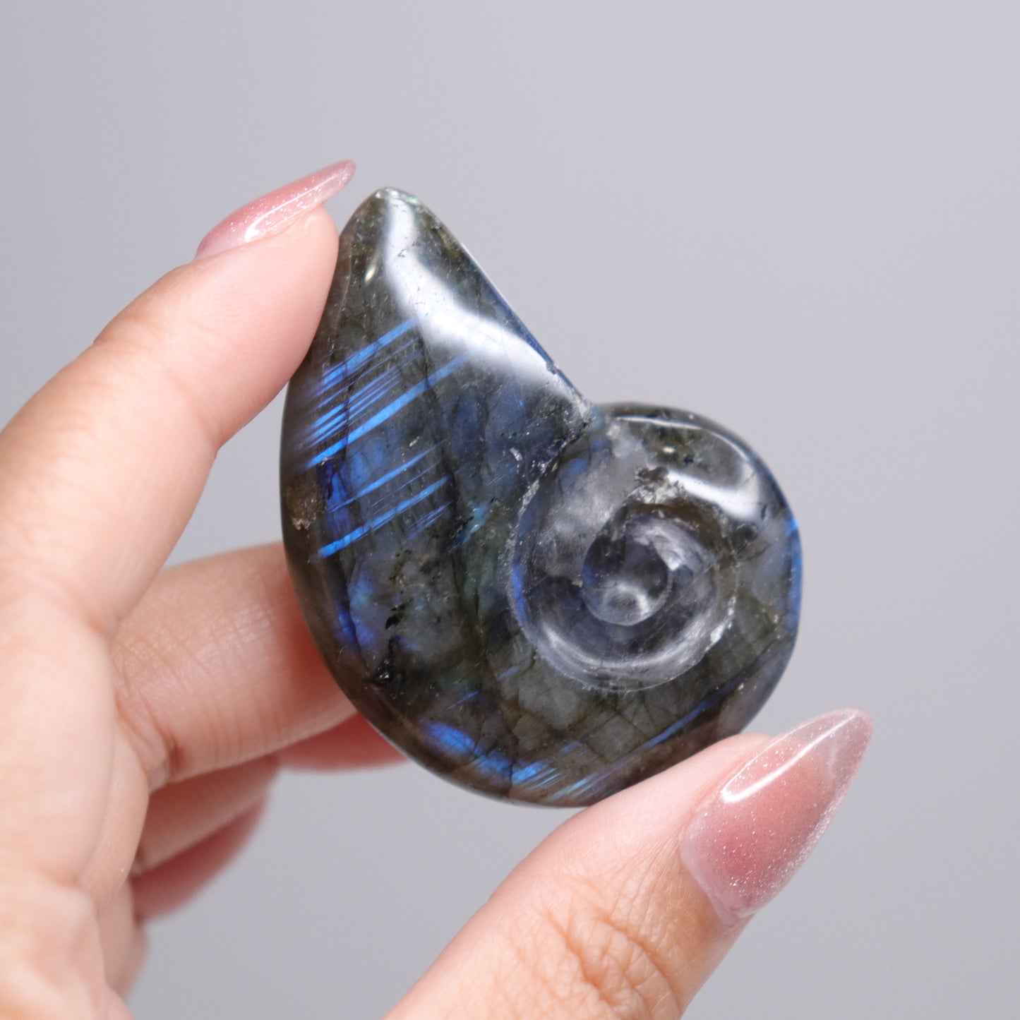 Labradorite Ammonite | 2