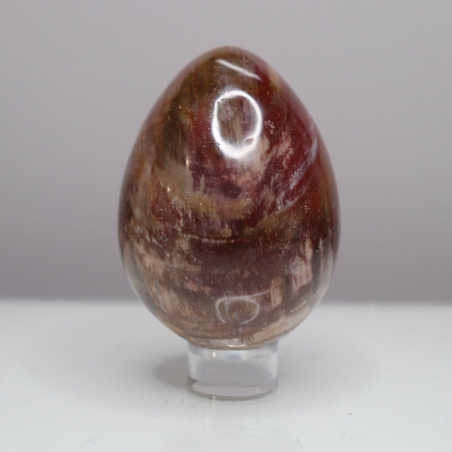 Petrified Wood Egg - Crescents & Crystals