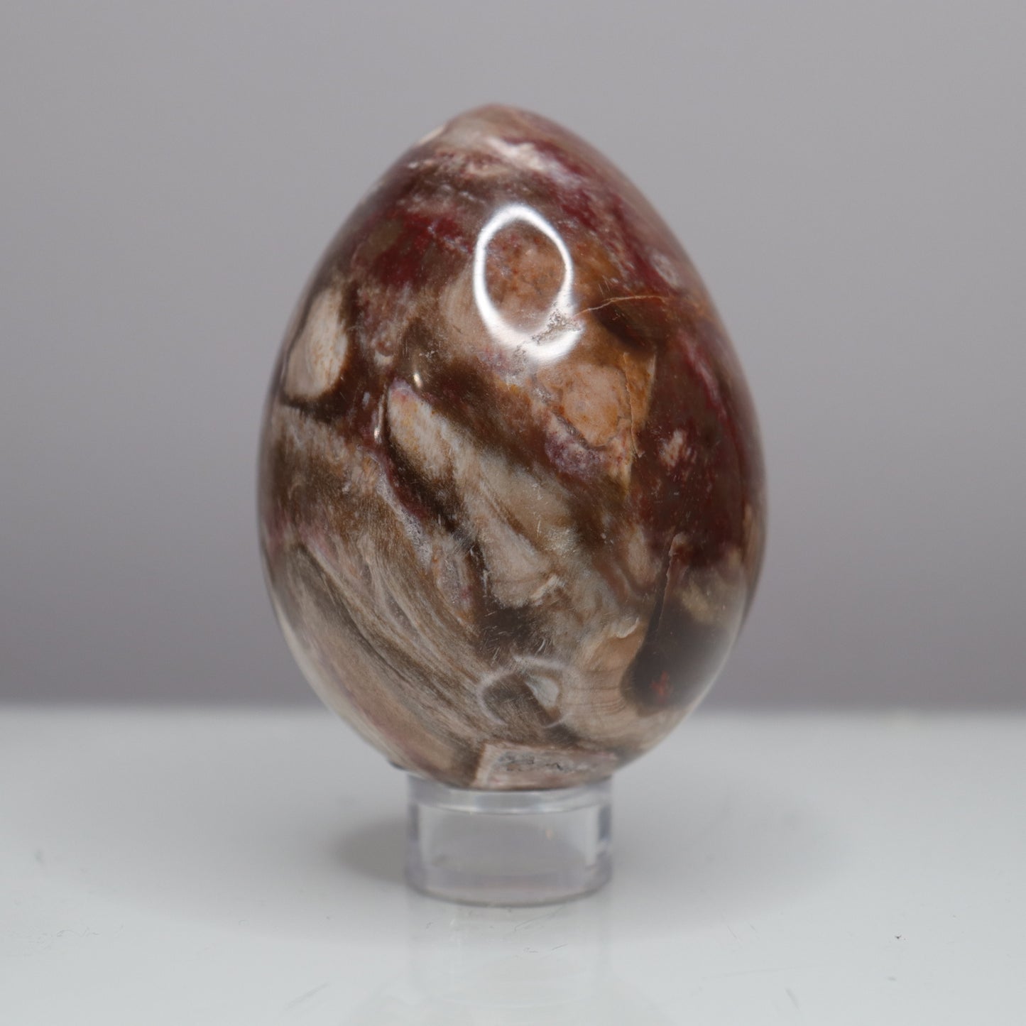 Petrified Wood Egg - Crescents & Crystals