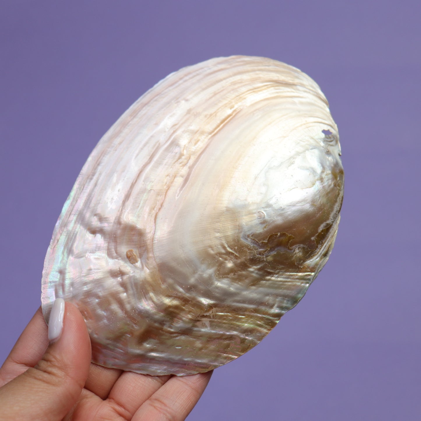 Pearl Shell