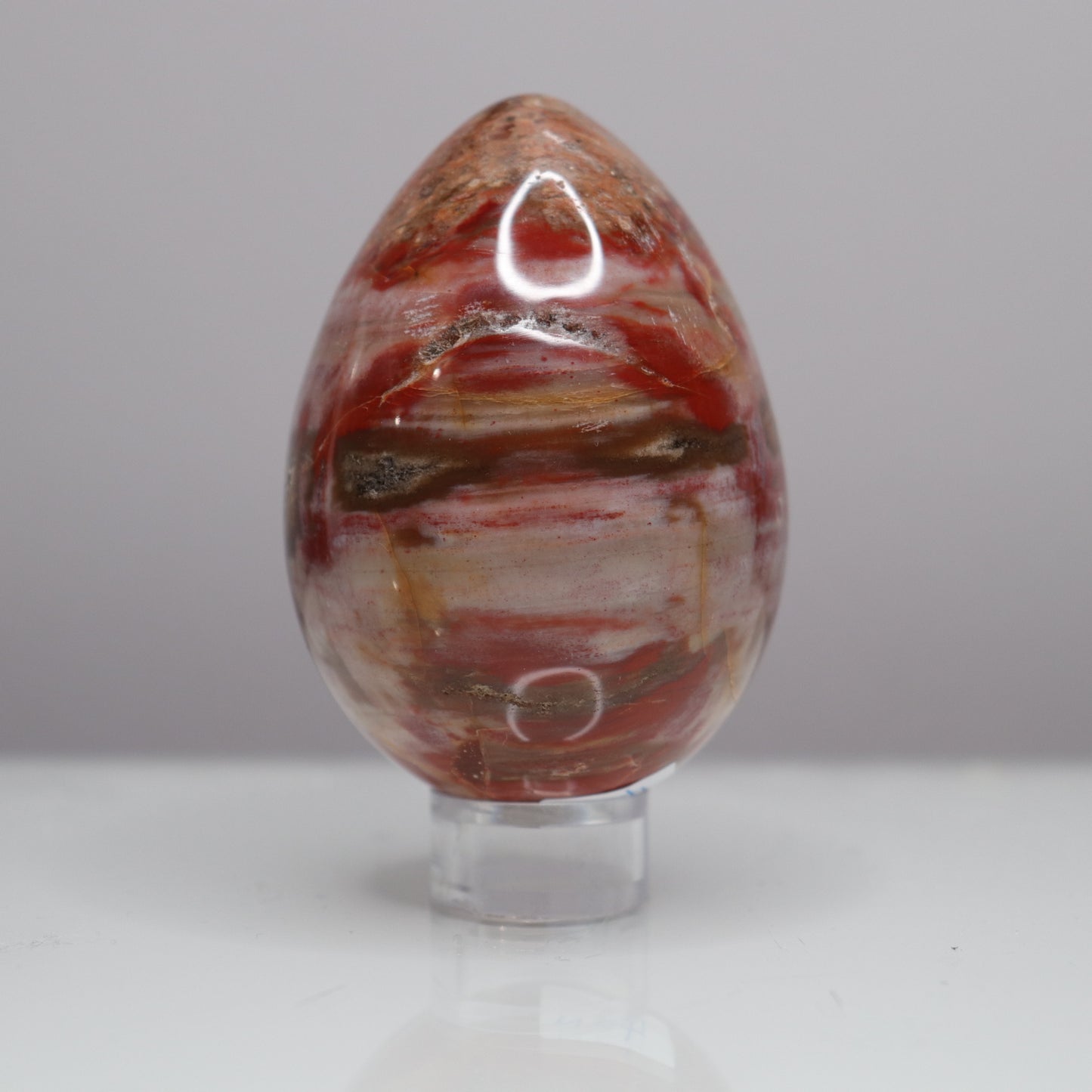 Petrified Wood Egg - Crescents & Crystals