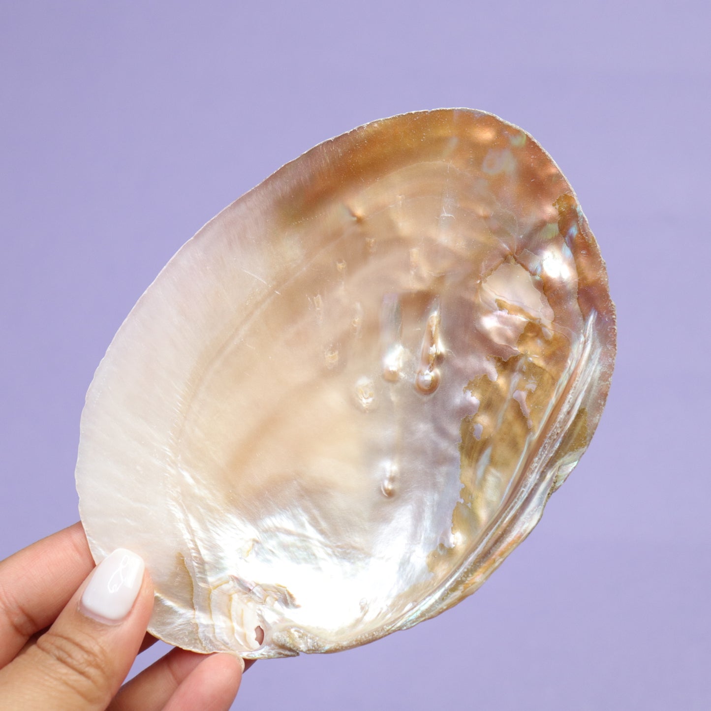 Pearl Shell