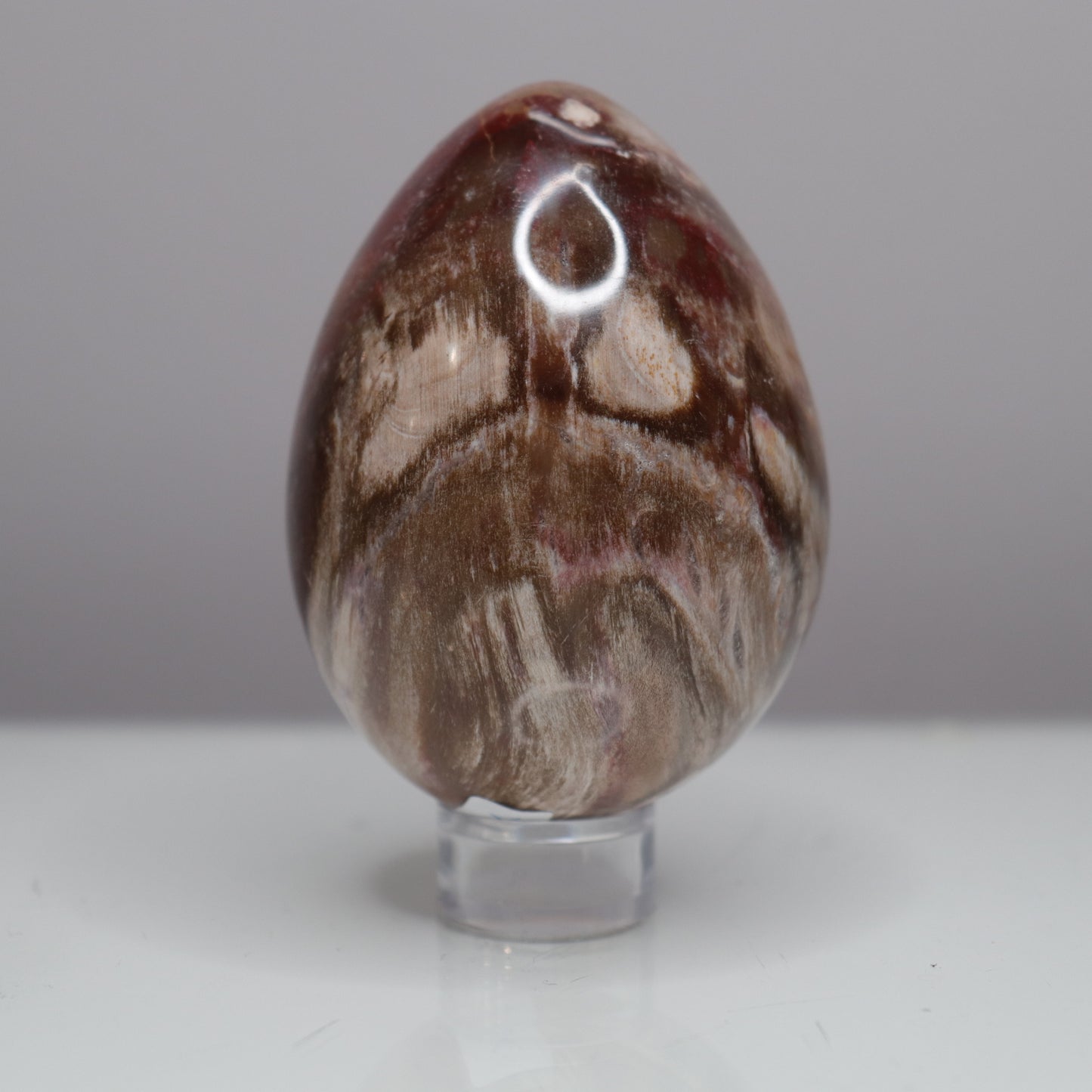 Petrified Wood Egg - Crescents & Crystals