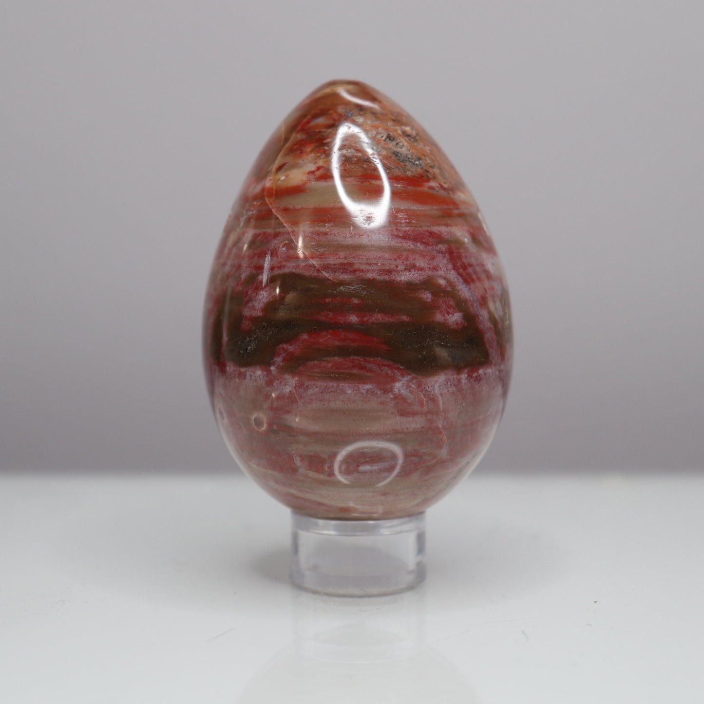 Petrified Wood Egg - Crescents & Crystals