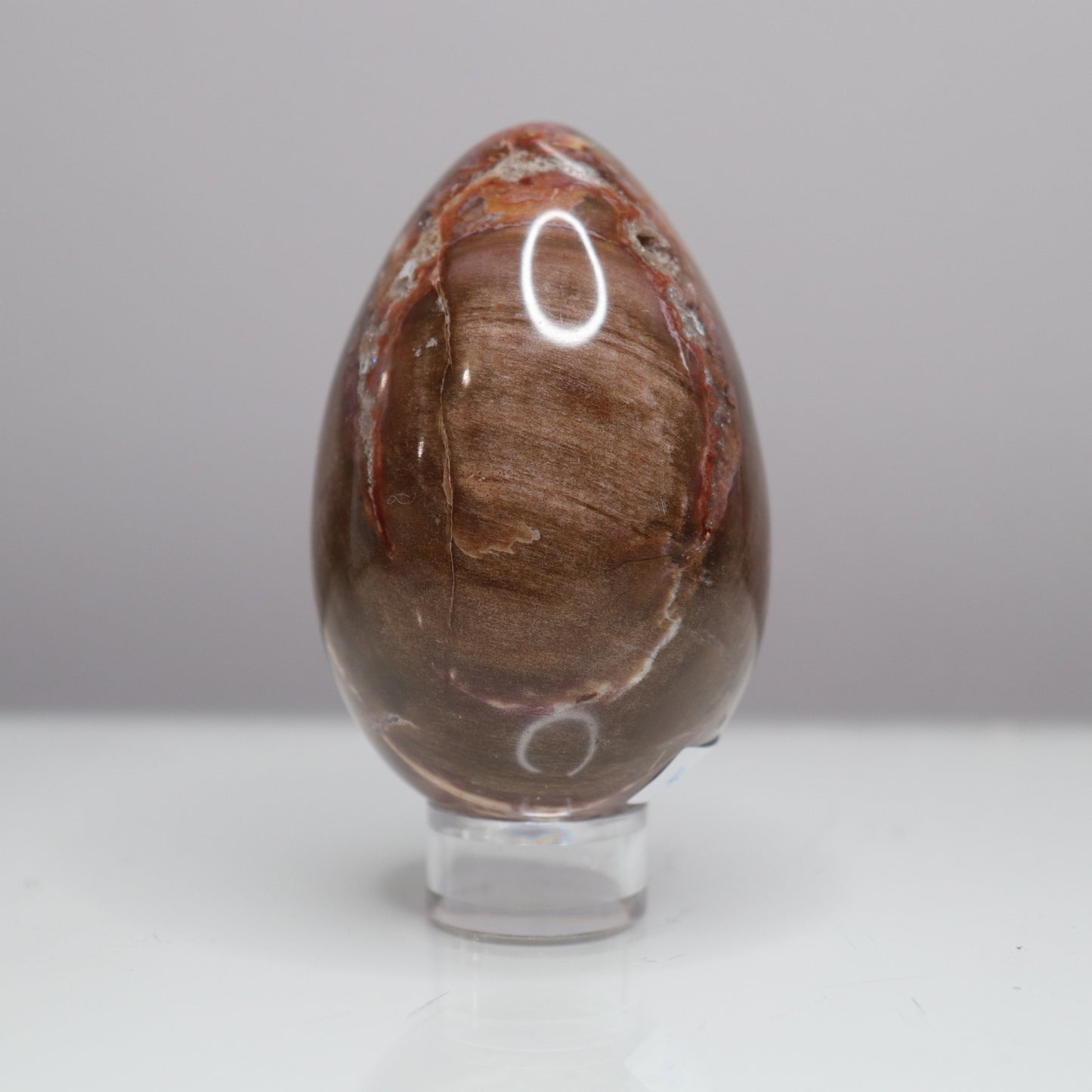Petrified Wood Egg - Crescents & Crystals