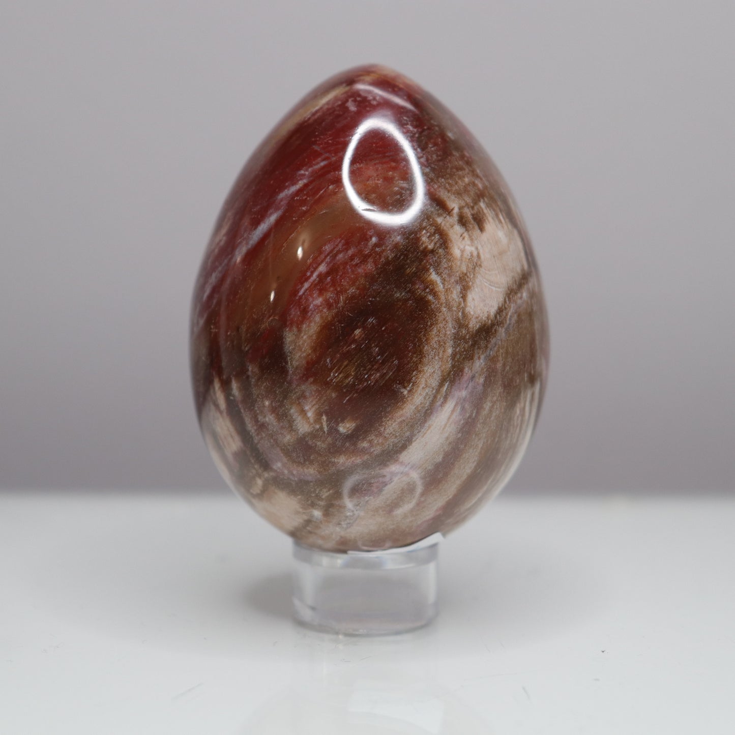 Petrified Wood Egg - Crescents & Crystals