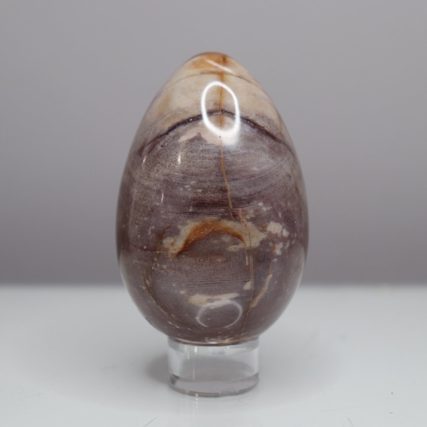 Petrified Wood Egg - Crescents & Crystals
