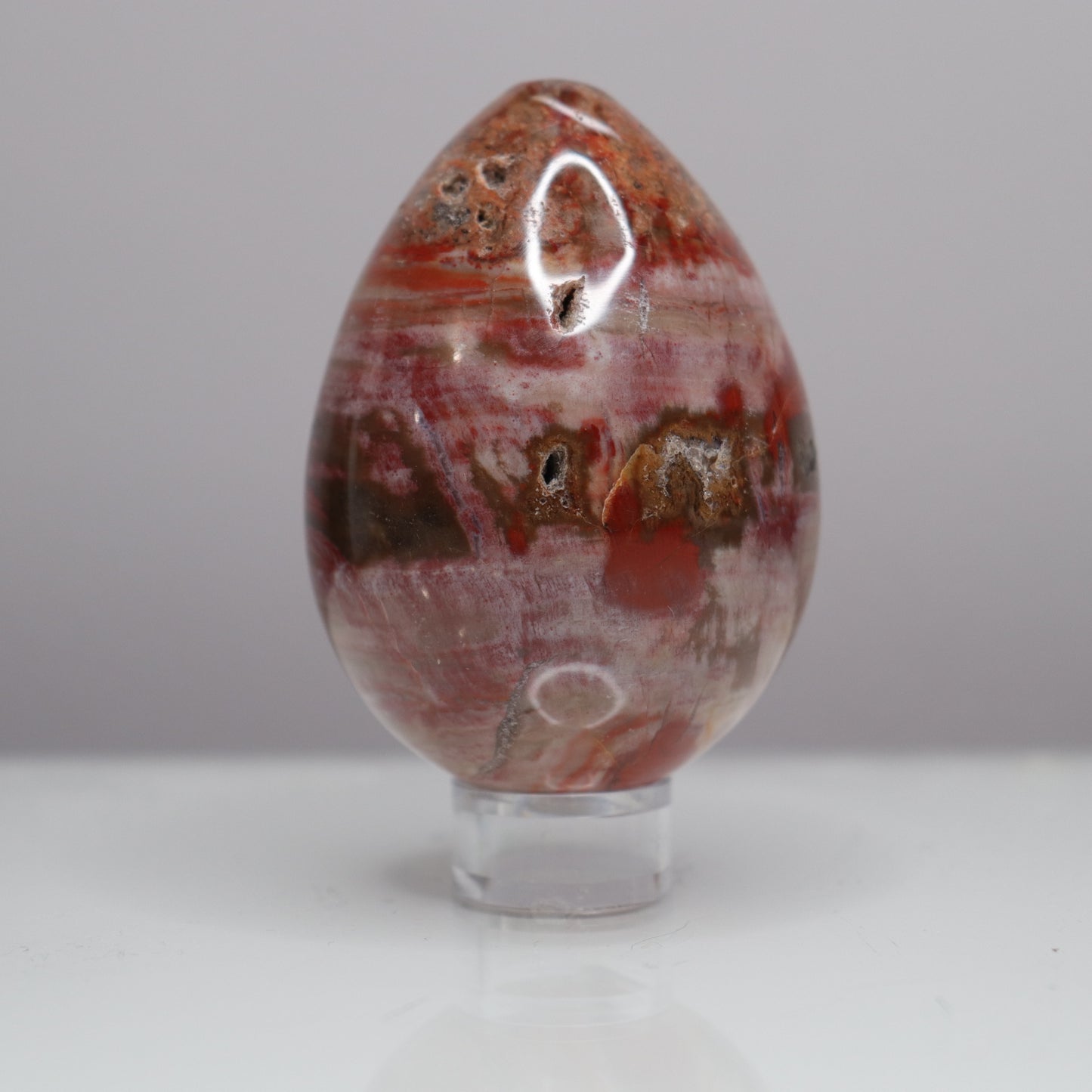 Petrified Wood Egg - Crescents & Crystals