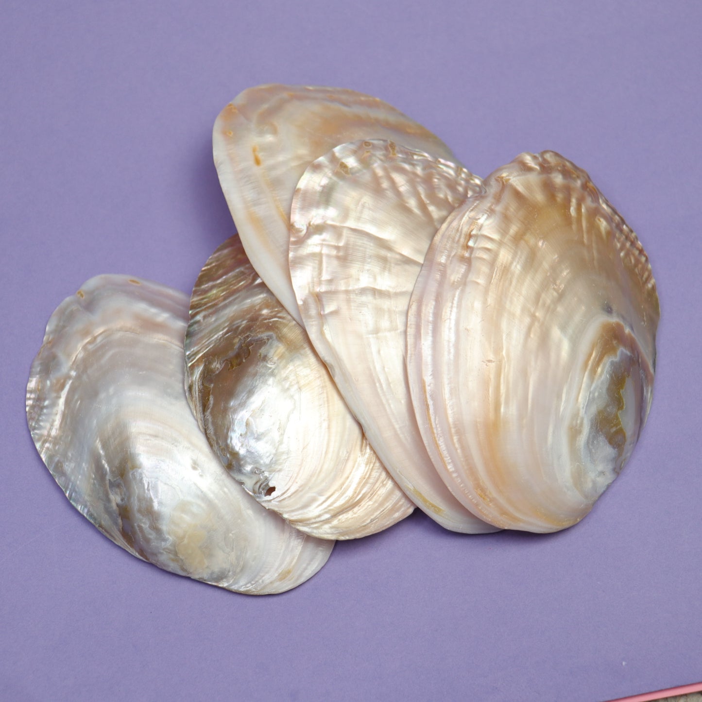 Pearl Shell