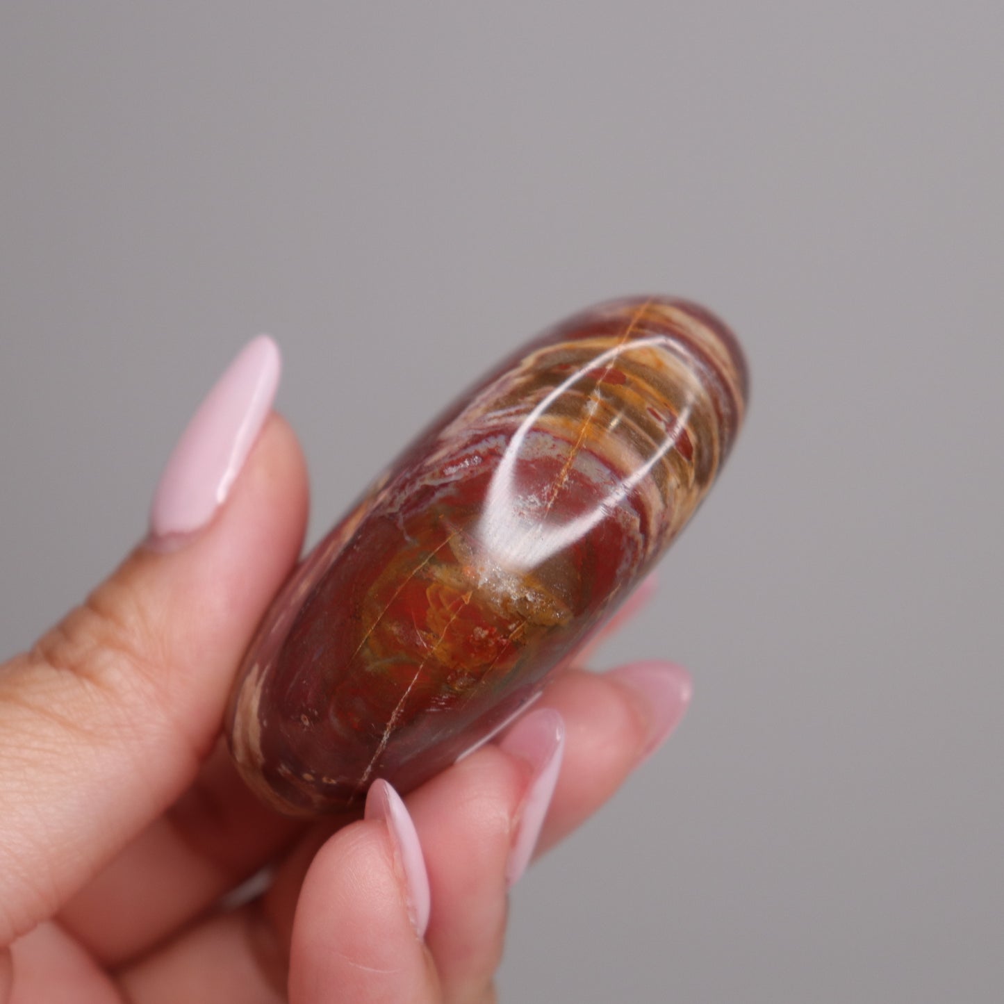Petrified Wood Palm Stone | 3