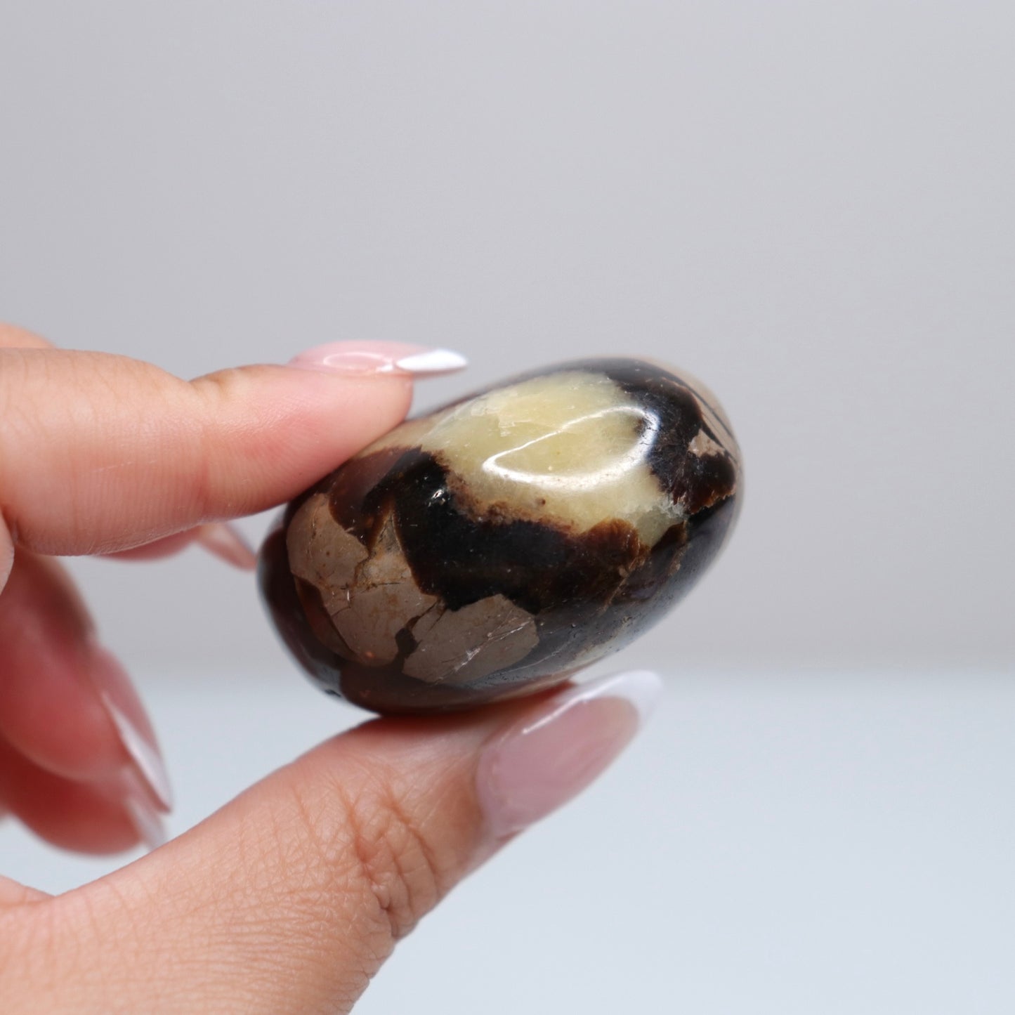 Septarian Palm Stone 81
