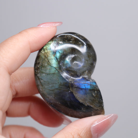 Labradorite Ammonite | 3*
