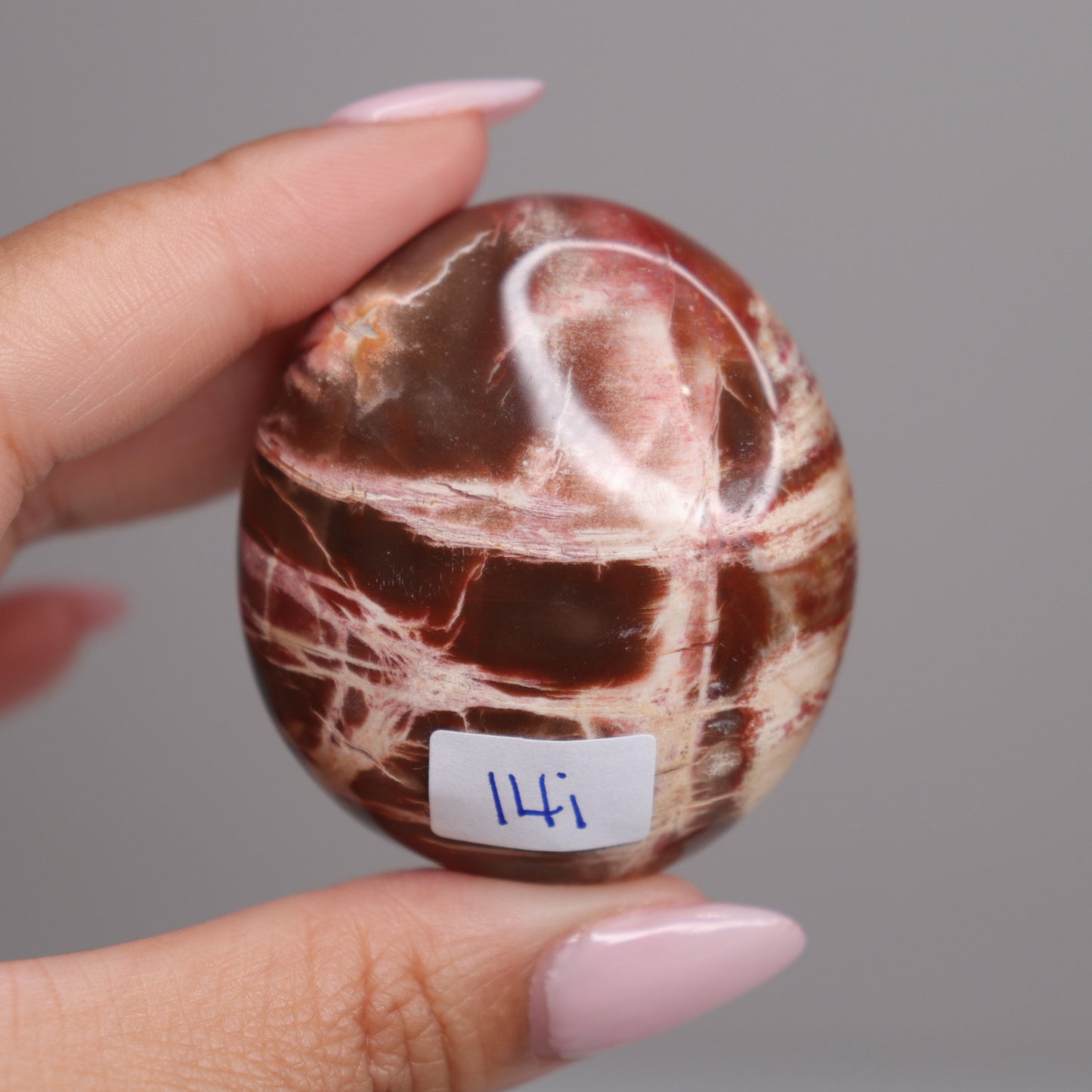 Petrified Wood Palm | 5