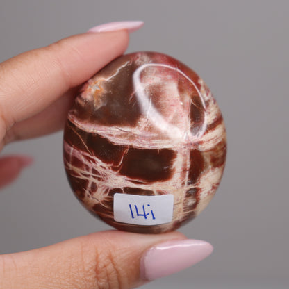 Petrified Wood Palm | 5