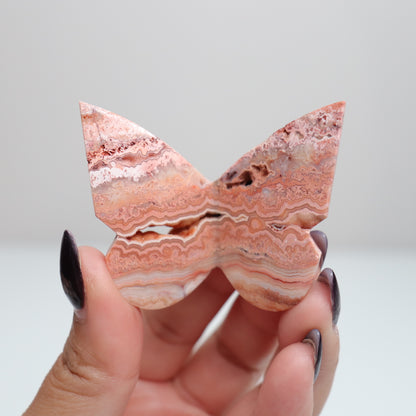 Crazy Lace Agate Butterfly | 17