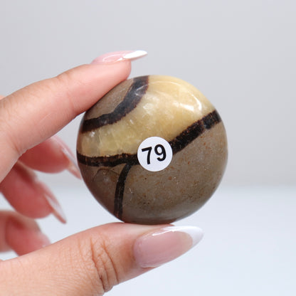 Septarian Palm Stone 79