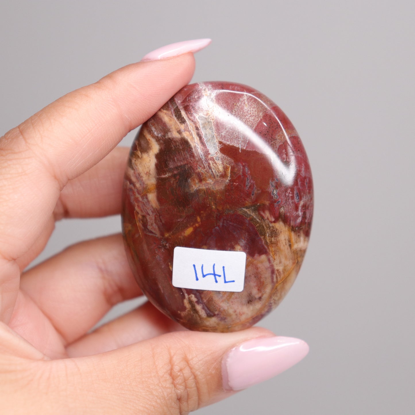 Petrified Wood Palm Stone | 3