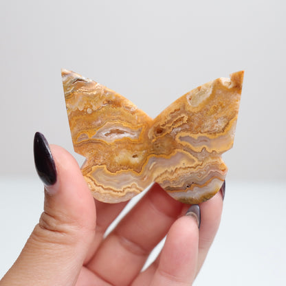 Crazy Lace Agate Butterfly | 8