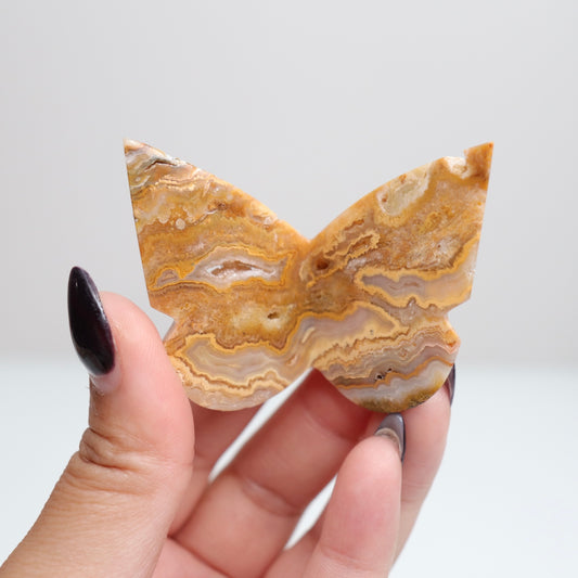 Crazy Lace Agate Butterfly | 8