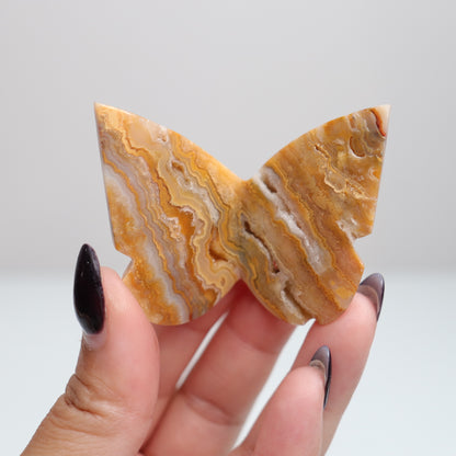 Crazy Lace Agate Butterfly | 9