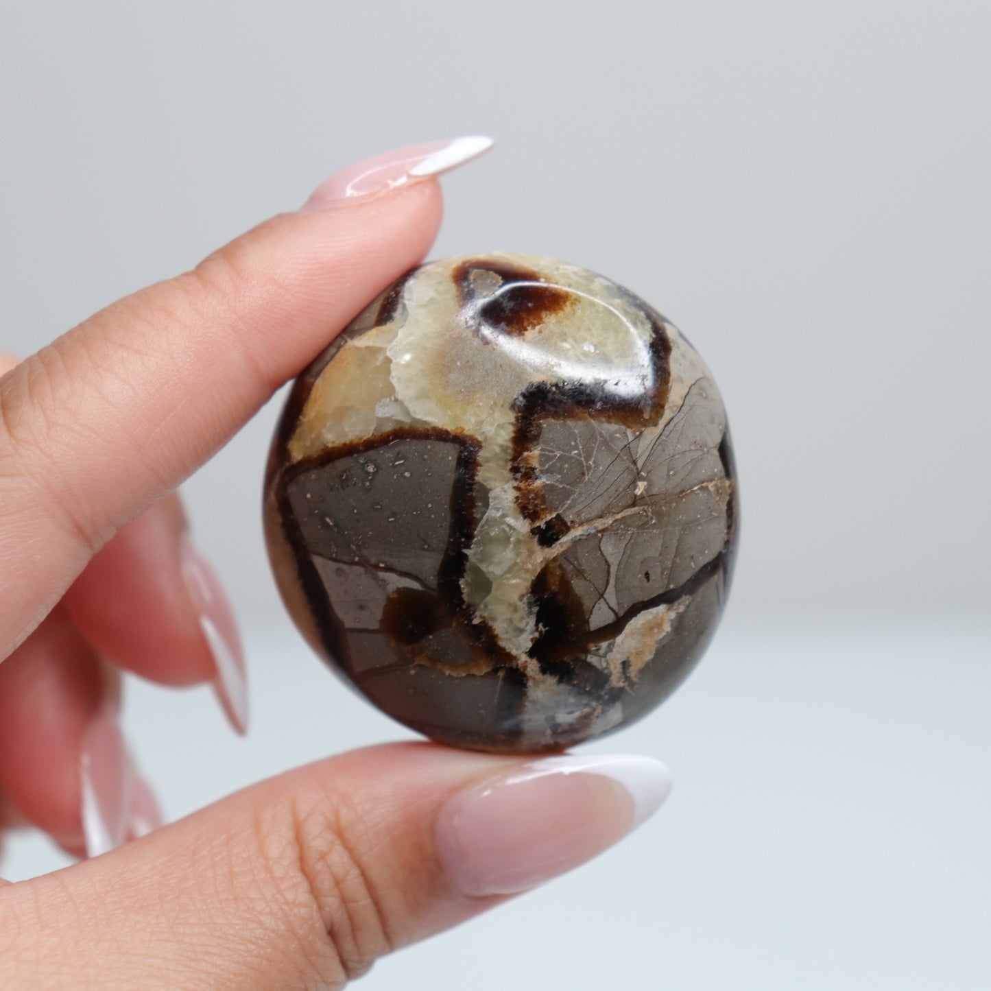 Septarian Palm Stone 73