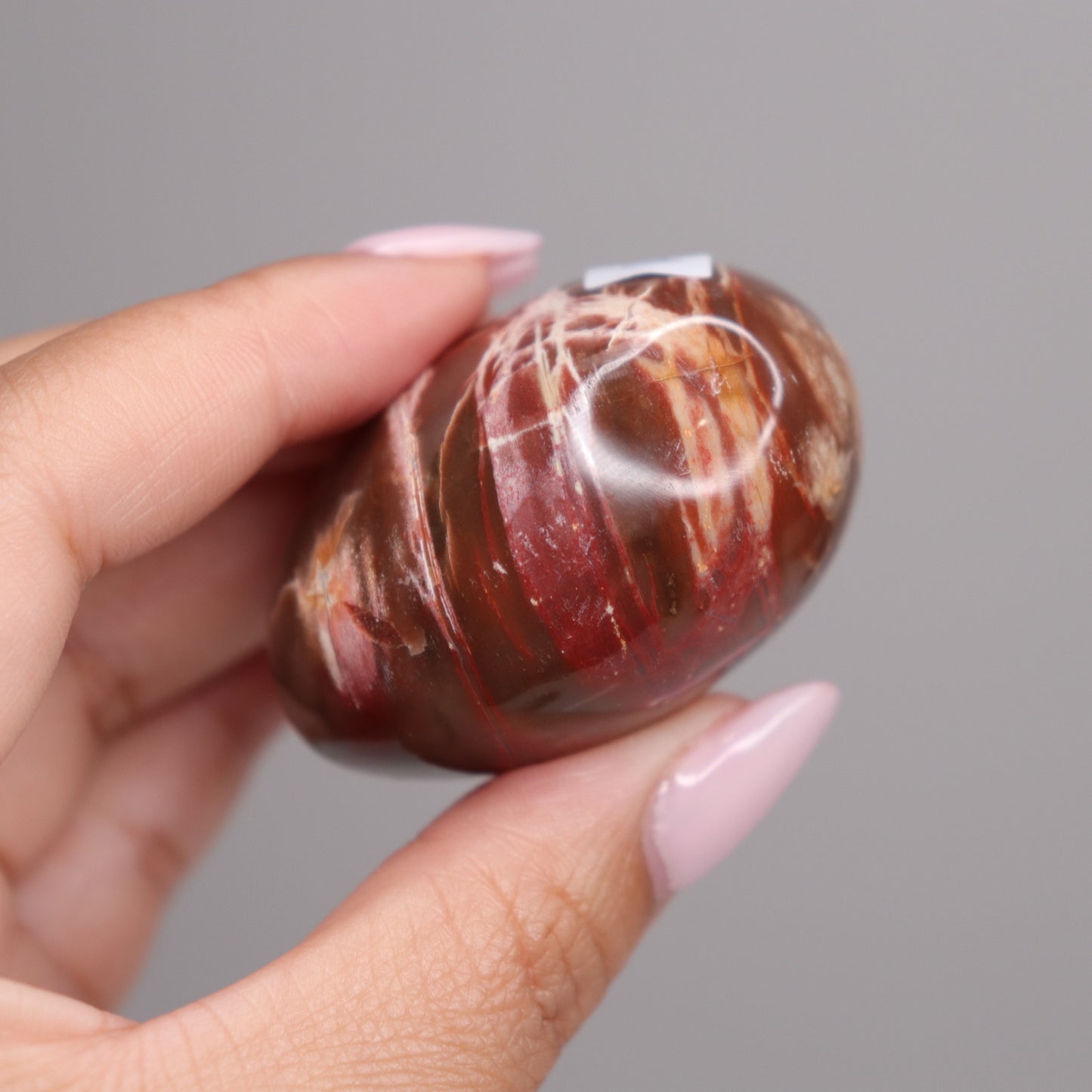 Petrified Wood Palm | 5