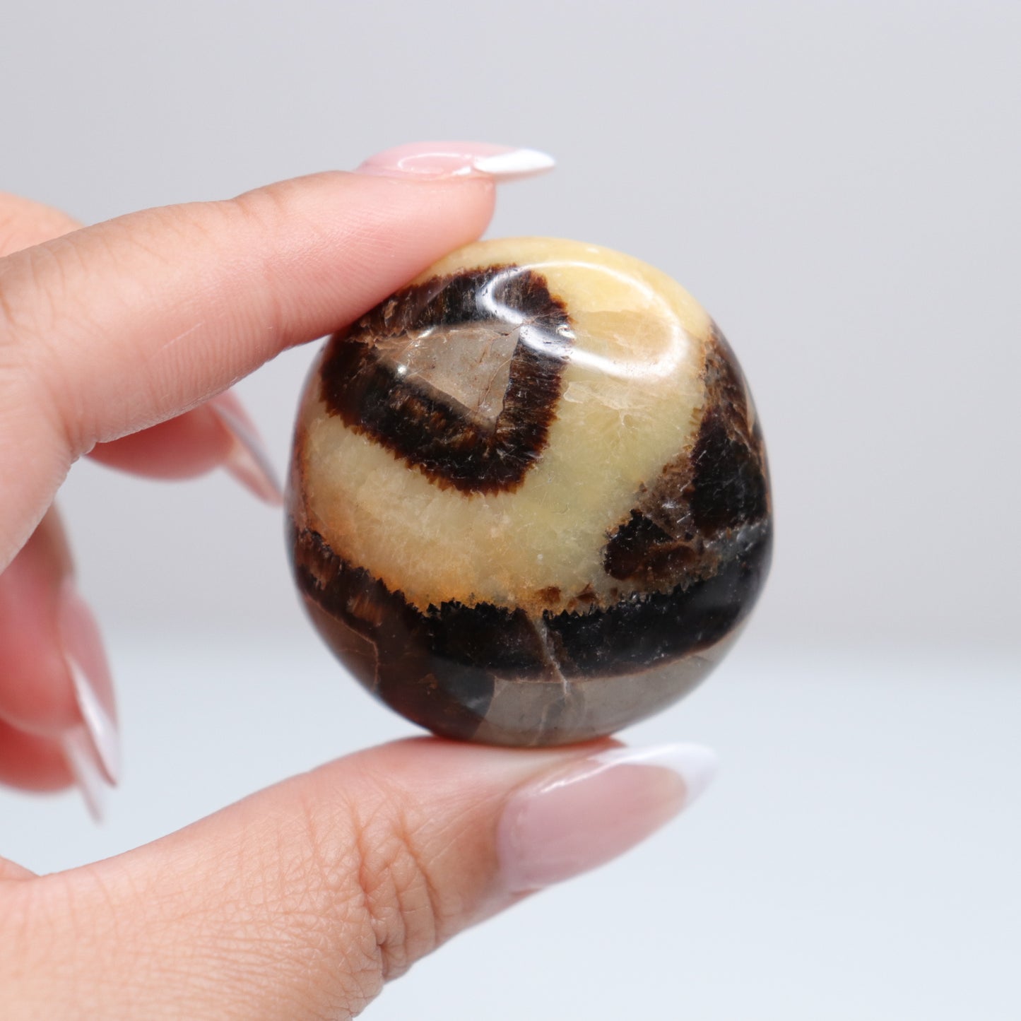 Septarian Palm Stone 77