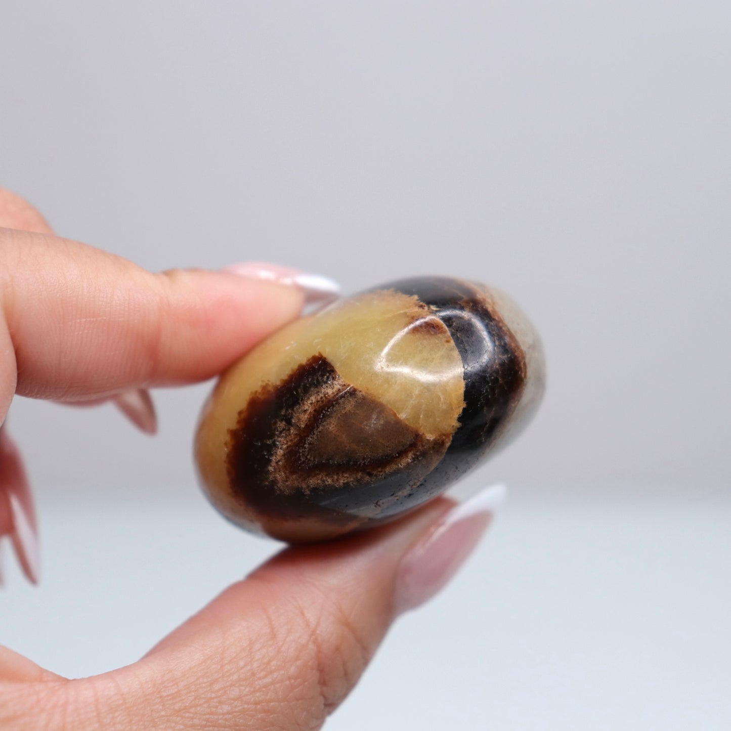 Septarian Palm Stone 75