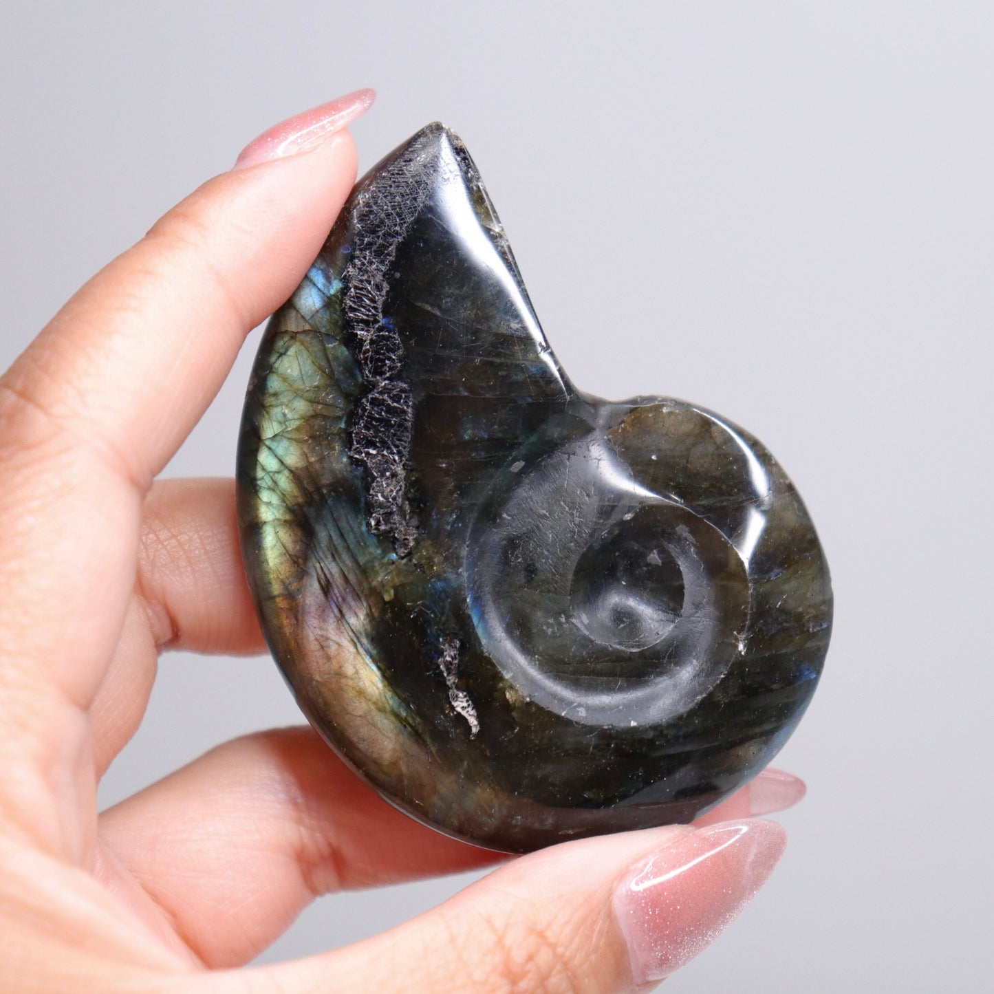 Labradorite Ammonite | 5*