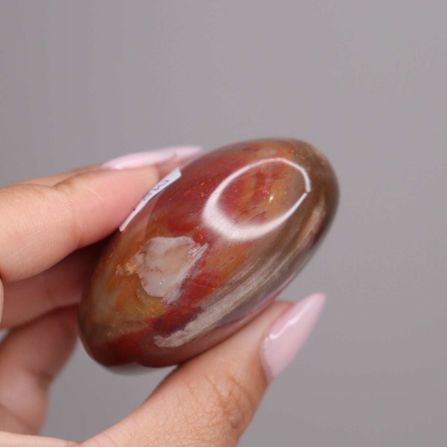 Petrified Wood Palm Stone | 7