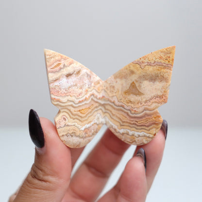 Crazy Lace Agate Butterfly | 5