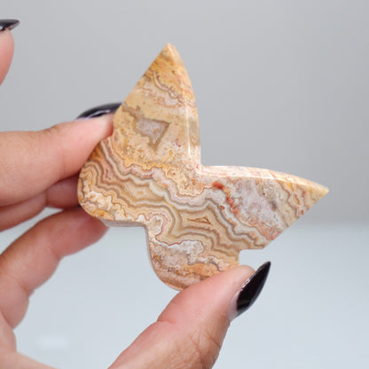 Crazy Lace Agate Butterfly | 5