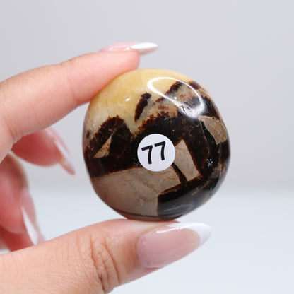 Septarian Palm Stone 77