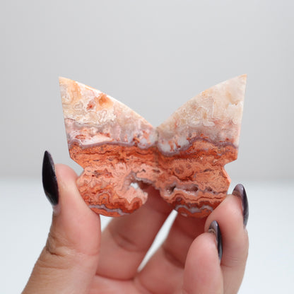 Crazy Lace Agate Butterfly | 25