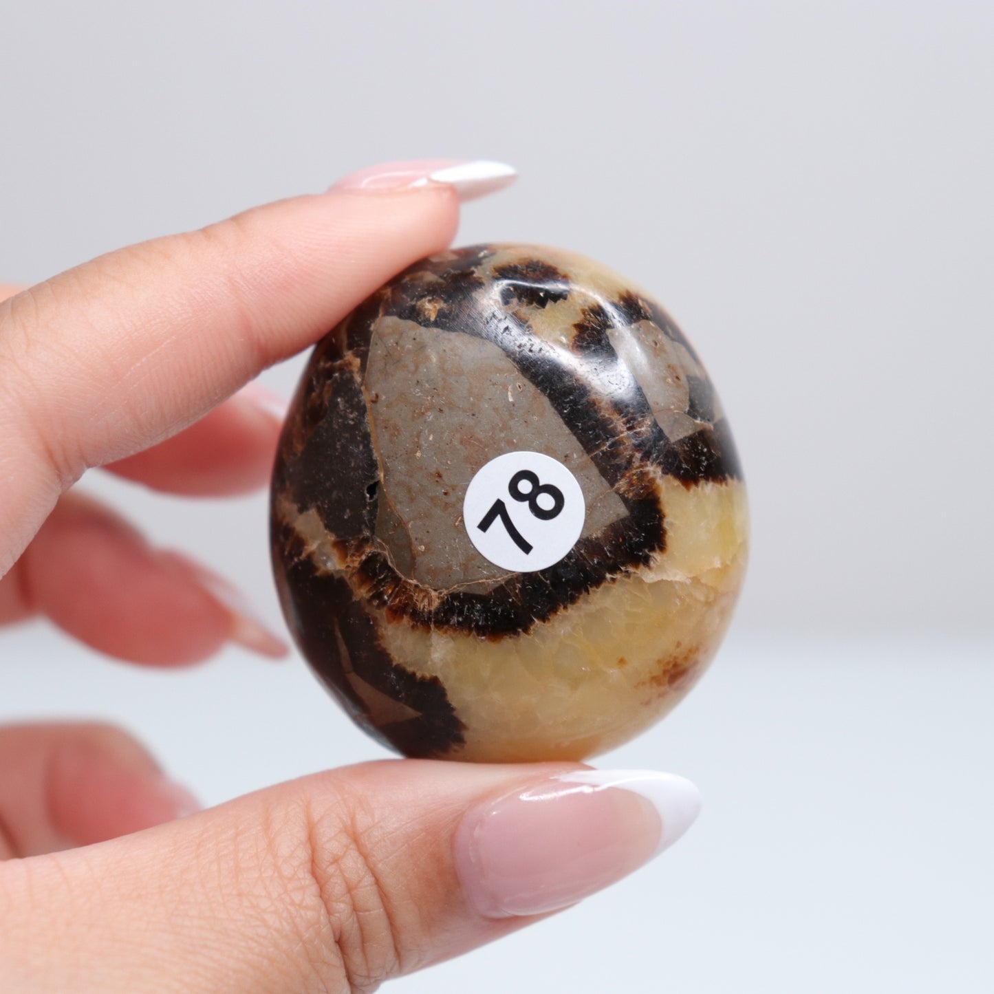 Septarian Palm Stone 78