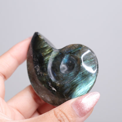 Labradorite Ammonite | 5*