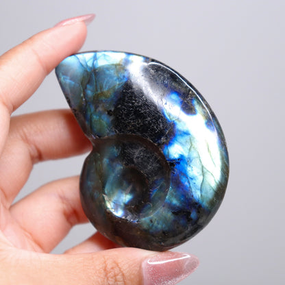 Labradorite Ammonite | 6