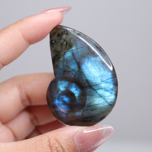 Labradorite Ammonite | 2