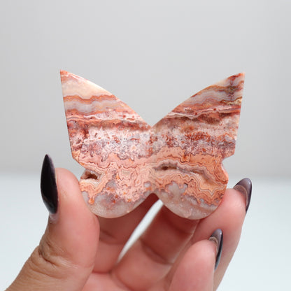 Crazy Lace Agate Butterfly | 24