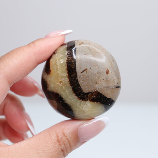 Septarian Palm Stone 81