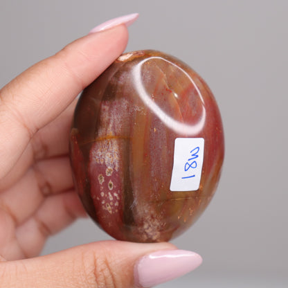 Petrified Wood Palm Stone | 7