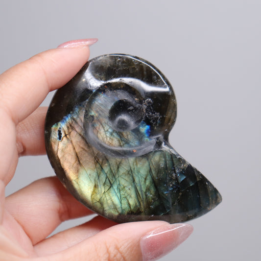 Labradorite Ammonite | 5*