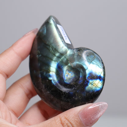 Labradorite Ammonite | 6